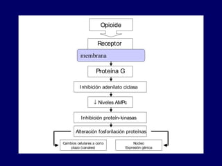 Opioide
Receptor
membrana
Proteína G
Inhibición adenilato ciclasa
↓ Niveles AMPc
Inhibición proteín-kinasas
Alteración fosforilación proteínas
Cambios celulares a corto
plazo (canales)
Núcleo
Expresión génica
 