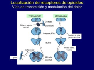 Transmisión Modulación
Corteza
Diencéfalo
Mesencéfalo
Bulbo
Médula
espinal
Bulbo rostro
ventral
Sustancia gris
periacueductal
Tálamo ventro
caudal
Asta dorsal
Tejidos
Localización de receptores de opioides
Vías de transmisión y modulación del dolor
 