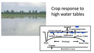 Crop response to
high water tables
 
