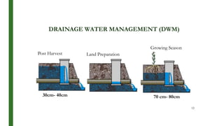 DRAINAGE WATER MANAGEMENT (DWM)
30cm- 40cm
Land Preparation
70 cm- 80cm
Post Harvest
Growing Season
12
 