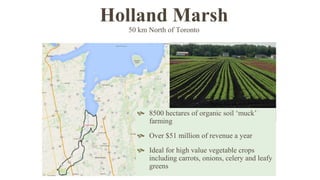 Holland Marsh
50 km North of Toronto
 8500 hectares of organic soil ‘muck’
farming
 Over $51 million of revenue a year
 Ideal for high value vegetable crops
including carrots, onions, celery and leafy
greens
 