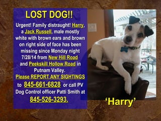 LLOOSSTT DDOOGG!!!! 
UUrrggeenntt!! FFaammiillyy ddiissttrraauugghhtt!! HHaarrrryy,, 
aa JJaacckk RRuusssseellll,, mmaallee mmoossttllyy 
wwhhiittee wwiitthh bbrroowwnn eeaarrss aanndd bbrroowwnn 
oonn rriigghhtt ssiiddee ooff ffaaccee hhaass bbeeeenn 
mmiissssiinngg ssiinnccee MMoonnddaayy nniigghhtt 
77//2288//1144 ffrroomm NNeeww HHiillll RRooaadd 
aanndd PPeeeekksskkiillll HHoollllooww RRooaadd iinn 
PPuuttnnaamm VVaalllleeyy.. 
PPlleeaassee RREEPPOORRTT AANNYY SSIIGGHHTTIINNGGSS 
ttoo 884455--666611--66882288 oorr ccaallll PPVV 
DDoogg CCoonnttrrooll ooffffiicceerr PPaattttii SSmmiitthh aatt 
884455--552266--33229933.. 
‘‘HHaarrrryy’’ 
 