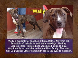 ““WWaallllyy”” 
Wally is available ffoorr aaddooppttiioonn.. PPiitt mmiixx.. MMaallee.. 44 11//22 yyeeaarrss oolldd.. 
BBeeaauuttiiffuull ssoofftt bbrriinnddllee ffuurr wwiitthh wwhhiittee mmaarrkkiinnggss.. HHeeaalltthhyy.. 
AApppprrooxx 4400 llbbss.. NNeeuutteerreedd aanndd vvaacccciinnaatteedd.. LLiikkeess ttoo ppllaayy.. 
VVeerryy ffrriieennddllyy aanndd ssoocciiaabbllee aanndd wwoouulldd lliikkee aa ffaammiillyy ooff hhiiss oowwnn.. 
CCaallll DDoogg CCoonnttrrooll OOffffiicceerr PPaattttii SSmmiitthh aatt 884455--552266--33229933 ttoo mmeeeett hhiimm.. 
 