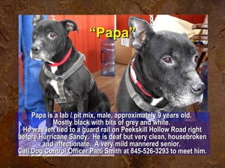 ““PPaappaa”” 
PPaappaa iiss aa llaabb // ppiitt mmiixx,, mmaallee,, aapppprrooxxiimmaatteellyy 99 yyeeaarrss oolldd.. 
MMoossttllyy bbllaacckk wwiitthh bbiittss ooff ggrreeyy aanndd wwhhiittee.. 
HHee wwaass lleefftt ttiieedd ttoo aa gguuaarrdd rraaiill oonn PPeeeekksskkiillll HHoollllooww RRooaadd rriigghhtt 
bbeeffoorree HHuurrrriiccaannee SSaannddyy.. HHee iiss ddeeaaff bbuutt vveerryy cclleeaann,, hhoouusseebbrrookkeenn 
aanndd aaffffeeccttiioonnaattee.. AA vveerryy mmiilldd mmaannnneerreedd sseenniioorr.. 
CCaallll DDoogg CCoonnttrrooll OOffffiicceerr PPaattttii SSmmiitthh aatt 884455--552266--33229933 ttoo mmeeeett hhiimm.. 
 