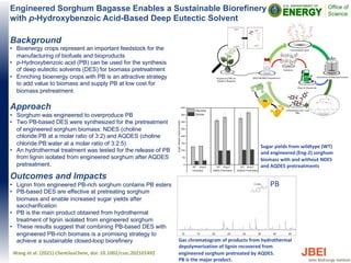 Engineered Sorghum Bagasse Enables a Sustainable Biorefinery
with p-Hydroxybenzoic Acid-Based Deep Eutectic Solvent
Background
• Bioenergy crops represent an important feedstock for the
manufacturing of biofuels and bioproducts
• p-Hydroxybenzoic acid (PB) can be used for the synthesis
of deep eutectic solvents (DES) for biomass pretreatment
• Enriching bioenergy crops with PB is an attractive strategy
to add value to biomass and supply PB at low cost for
biomass pretreatment
Approach
• Sorghum was engineered to overproduce PB
• Two PB-based DES were synthesized for the pretreatment
of engineered sorghum biomass: NDES (choline
chloride:PB at a molar ratio of 3:2) and AQDES (choline
chloride:PB:water at a molar ratio of 3:2:5)
• An hydrothermal treatment was tested for the release of PB
from lignin isolated from engineered sorghum after AQDES
pretreatment.
Outcomes and Impacts
• Lignin from engineered PB-rich sorghum contains PB esters
• PB-based DES are effective at pretreating sorghum
biomass and enable increased sugar yields after
saccharification
• PB is the main product obtained from hydrothermal
treatment of lignin isolated from engineered sorghum
• These results suggest that combining PB-based DES with
engineered PB-rich biomass is a promising strategy to
achieve a sustainable closed-loop biorefinery
Wang et al. (2021) ChemSusChem, doi: 10.1002/cssc.202101492
Gas chromatogram of products from hydrothermal
depolymerization of lignin recovered from
engineered sorghum pretreated by AQDES.
PB is the major product.
PB
Sugar yields from wildtype (WT)
and engineered (Eng-2) sorghum
biomass with and without NDES
and AQDES pretreatments
 
