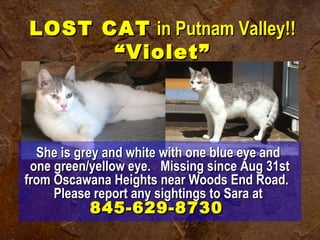 LOST CATLOST CAT in Putnam Valley!!in Putnam Valley!!
“Violet”“Violet”
She is grey and white with one blue eye andShe is grey and white with one blue eye and
one green/yellow eye.  Missing since Aug 31stone green/yellow eye.  Missing since Aug 31st
from Oscawana Heights near Woods End Road.from Oscawana Heights near Woods End Road.
Please report any sightings to Sara atPlease report any sightings to Sara at
845-629-8730845-629-8730
 