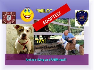 And he’s living on a FARM now!!!And he’s living on a FARM now!!!
““MILO”MILO”
ADOPTED!
YAY!YAY!
 