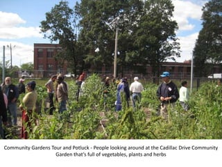 Community Gardens Tour and Potluck - People looking around at the Cadillac Drive Community Garden that’s full of vegetables, plants and herbs 