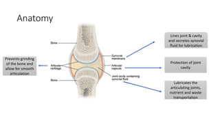 Anatomy
Lines joint & cavity
and secretes synovial
fluid for lubrication
Protection of joint
cavity
Lubricates the
articulating joints,
nutrient and waste
transportation
Prevents grinding
of the bone and
allow for smooth
articulation
 