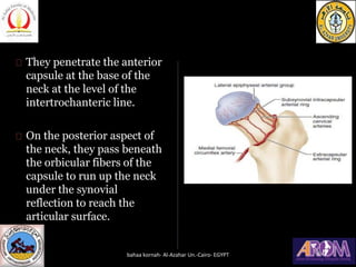 They penetrate the anterior
capsule at the base of the
neck at the level of the
intertrochanteric line.
On the posterior a...
