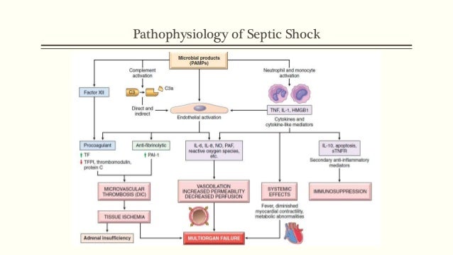 septic shock pathophysiology flowchart septic shock septic shock pathophysiology flowchart septic shock