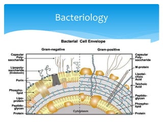 Bacteriology
 