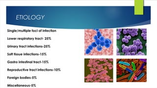 ETIOLOGY
Single/multiple foci of infection
Lower respiratory tract- 25%
Urinary tract infections-25%
Soft tissue infections-15%
Gastro intestinal tract-15%
Reproductive tract infections-10%
Foreign bodies-5%
Miscellaneous-5%
 