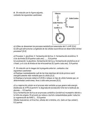 6. En relación con la figura adjunta,
conteste las siguientes cuestiones:
a) ¿Cómo se denominan los procesos metabólicos numerados del 1 al 4? [0,6]
b) ¿En qué estructuras u orgánulos de las células eucarióticas se desarrollan dichos
procesos? [0,4]
a) Procesos: 1: glucólisis; 2: fermentación láctica; 3: fermentación alcohólica; 4:
ciclo de Krebs (0,15 puntos cada uno) ........ 0,6 puntos
b) Localización: la glucólisis, fermentación láctica y fermentación alcohólica en el
citosol, y el ciclo de Krebs en las mitocondrias (0,1 punto cada una).. 0,4 puntos
7. En relación con la imagen de la pregunta anterior, conteste a las
siguientes cuestiones:
a) Explique razonadamente cuál de los tres destinos del ácido pirúvico será
energéticamente más rentable para la célula [0,3].
b) Explique el proceso número 2 [0,5] e indique un tipo de célula humana que, en
determinadas condiciones, lleva a cabo este proceso [0,2].
a) La respiración celular es el proceso más rentable ya que genera más energía
(moléculas de ATP) al permitir la degradación (oxidación) total de la molécula de
glucosa...... 0,3 puntos
b) La fermentación láctica es un proceso catabólico (oxidativo) incompleto debido a
la falta de oxígeno. El piruvato se reduce a lactato consumiéndose poder reductor
(o regeneración de NAD+
)..... 0,5 puntos
Células musculares, eritrocitos, células del cristalino, etc. (solo un tipo celular)..
0,2 puntos
 