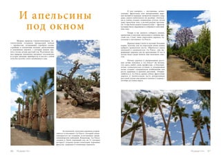 И апельсины 
под окном 
Щедрая природа Средиземноморья ты- 
сячелетиями создавала прекрасный пейзаж 
— кряжистые, отливающие серебром оливы; 
стройные и элегантные пальмы; апельсиновые 
и лимоннные деревья, с которых можно сры- 
вать спелые плоды круглый год. Роскошная юж- 
ная природа неизменно вызывает восхищение 
и острое желание приобрести и увезти с собой 
хотя бы кусочек этого заповедного сада. 
О чем говорить — лиственные, вечно- 
зеленые, фруктовые или декоративные дере- 
вья являются важным элементом каждого сада, 
даже самого небольшого по размеру. Апельси- 
ны и оливы создают уединенные уголки, летом 
дают приятную тень, а весной радуют цветени- 
ем. А еще более редкое удовольствие — фрукты, 
которые были выращены и собраны в собствен- 
ном саду. 
Теперь и вы сможете собирать свежие, 
ароматные и вкусные апельсины и лимоны кру- 
глый год. Стоит лишь пересадить деревья, ку- 
пленные в питомнике «La Finca». 
Деревья живут долго и пускают большие 
корни, поэтому для их пересадки очень важно 
выбрать правильное место. Обратитесь перед 
покупкой к специалистам «La Finca»: они вы- 
ращивают деревья уже на протяжении 25 лет и 
всегда будут рады помочь вам полезным сове- 
том. 
Почему деревья и декоративные расте- 
ния лучше покупать в «La Finca»? Да потому, 
что здесь любят свою профессию, а благопри- 
ятные климатические условия и плодородная 
почва создают совершенную комбинацию для 
роста здоровых и крепких растений. Отправ- 
ляййтесь в «La Finca» прямо сейчас: фруктовые 
деревья и значительную часть декоративных 
растений нужно высаживать именно в период с 
октября до конца марта. 
За покупкой столетних деревьев отправ- 
ляйтесь в питомник «La Finca», который специ- 
ализируется на создании естественных среди- 
земноморских пейзажей. Владельцы «La Finca» 
создали в Эльче огромный сад, на 12 гектарах 
которого созданы целые плантации огромных 
фикусов, лавровых и оливковых деревьев. 
86 Russian Inn Russian Inn 87 
 