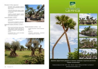 Питомник «La Finca» предлагает: 
- различные виды пальмовых деревьев: 
высотой от 20-сантиметров до девяти и 
более метров; 
- столетние цитрусовые деревья, оливы, 
а также многие другие средиземномор- 
ские деревья; 
- саженцы и молодые деревья: пальмы, 
оливы, фруктовые деревья, хвойные, 
различные кустарники. 
Услуги питомника «La Finca»: 
- транспортировка деревьев до указан- 
ного места; 
- консультация и разработка персонали- 
зированных ландшафтных проектов. 
Цитрусовые деревья питомника «La Finca» — 
это: 
- более десятка различных видов цитру- 
совых деревьев, разной величины (от 
миниатюрных, которые можно держать 
в кадке на балконе, до настоящих де- 
ревьев); 
- насыщенный цвет и запах настоящих 
испанских цитрусовых. 
Команда питомника «La Finca» — это: 
- профессиональные техники-агроинже- 
неры; 
- флористы; 
- пейзажные архитекторы, создающие 
садовые проекты «под ключ». 
88 Russian Inn Russian Inn 89 
 