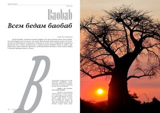 Russian Inn 115 
SALUD 
Baobab 
ЗДОРОВЬЕ 
Всем бедам баобаб 
Автор: Ольга Тараканова В 
Плоды баобаба, знакомые жителям Африки уже много тысячелетий, были откры- 
ты европейцами всего несколько лет назад. Мир высокой моды первым оценил по досто- 
инству целебный фрукт: тщательно следящим за своим весом супермоделям понравился 
приятный вкус, низкая калорийность и питательность баобаба. Вскоре в любви к аф- 
риканскому плоду публично признались модельер Вивьен Вествуд и жена Колина Ферта 
(«Дневник Бриджит Джонс») Ливиа. 
114 Russian Inn 
чем именно заключается сила аф- 
риканского суперфрукта, специ- 
ально для «Todo en ruso» расска- 
зала Фрейа Ло Гуидиче, владелица 
бутика «El fruto del baobab». 
– Фрейа, в чем заключа- 
ется секрет баобаба? 
– Баобаб не зря называют 
«древом жизни»: он живет тысячи 
лет и некоторые из них, возмож- 
но, видели динозавров. Все части 
дерева – корни, листья – съедоб- 
ны. В баобабе нет ничего, что 
могло бы навредить человеку. Но 
чаще всего используются плоды 
баобаба, твердые орехи разме- 
 