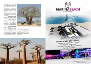 Russian Inn 119 
чувствуешь, как в тебя прони- 
кает живительная энергия. Не 
зря раньше рядом с деревьями 
селились местные целители. По- 
сле смерти их всегда хоронили 
внутри дерева – ведь оно полое 
внутри. Кроме того, возле бао- 
баба всегда растет трава – даже 
посреди пустыни. Но этому есть 
рациональное объяснение: так 
как дерево полое, оно во время 
дождей наполняется водой. Один 
баобаб вмещает в среднем сто ли- 
тров воды. 
– Давай вернемся к цели- 
тельной силе баобаба. В каком 
виде принимают этот фрукт? 
– В Африке обычно сме- 
шивают сухую мякоть баобаба с 
напитками. Но из нее также варят 
варенья, добавляют в выпечку. Я 
вот научилась делать из фруктов 
мороженое. Я родом из Италии, 
так что без мороженого жить не 
могу. 
– Как нужно принимать 
пудру из баобабов? 
– Раз в день по чайной 
ложке. Я бы посоветовала брать с 
собой мякоть баобаба – весит она 
совсем ничего – в заграничные 
поездки. За границей часто воз- 
никают проблемы с пищеварени- 
ем, и долгожданный отпуск может 
легко пойти насмарку. Так вот, 3 
– 4 ложки мякоти, растворенные 
в воде, соке или йогурте, сводят 
на нет все проблемы уже через 12 
часов. Это проверено. Можно хоть 
на Луну отправляться с мякотью 
баобаба, ведь она уже высушена 
до максимума! 
118 Russian Inn 
 