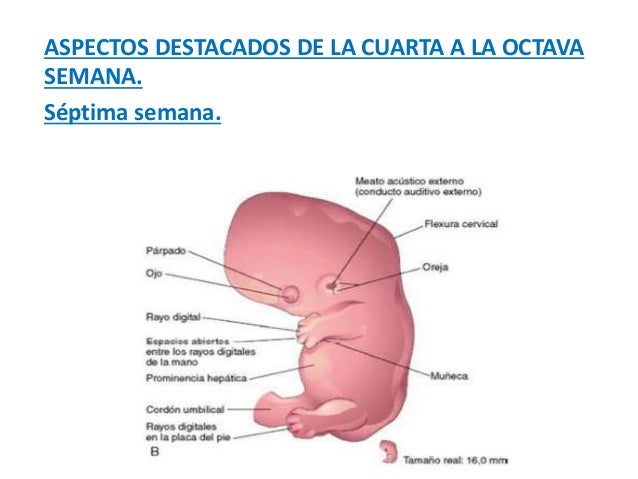 Cuarta a Octava semana de desarrollo humano