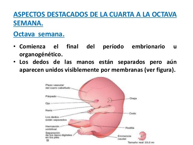 Desarrollo Embrionario De La Cuarta A Octava Semana