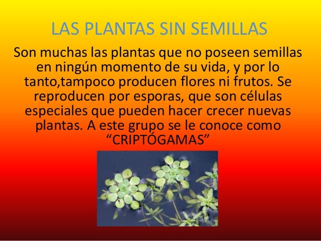 Septimo 2. las plantas sin semillas