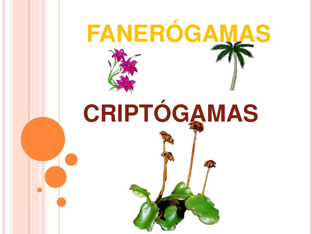 Imagenes De Plantas Fanerogamas Y Criptogamas www.slideshare.net