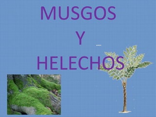 MUSGOS
Y
HELECHOS
 