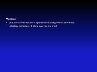 Mucosa :
• pseudostratified columnar epithelium  along inferior two-thirds
• olfactory epithelium  along superior one third.
 