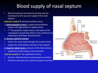 Blood supply of nasal septum
• Both the external and internal carotid arteries
contribute to the vascular supply of the nasal
septum.
External carotid  internal maxillary artery.
1. Sphenopalatine artery ( supply posteroinferior
septum through posterior septal artery)
• ** The posterior septal artery is the basis of the
nasoseptal mucosal flap which is the workhorse for
endoscopic skull base reconstruction.
2. Greater palatine arteries
• enters the nasal cavity through the incisive canal.
• supply the anteroinferior portion of the septum.
3. Superior labial artery : (branch of the facial artery.)
• supply the caudal septum and columella.
Internal carotid  the ophthalmic artery
• Anterior ethmoid artery (anterosuperior portion)
• Posterior ethmoid artery (posterosuperior portion)
 