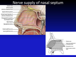 Nerve supply of nasal septum
 