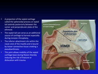 • A projection of the septal cartilage
called the sphenoidal process or septal
tail extends posteriorly between the
vomer and perpendicular plate of the
ethmoid.
• The septal tail can serve as an additional
source of cartilage to harvest especially
during revision rhinoplasty.
• The inferior attachment sits within the
nasal crest of the maxilla and is bound
by looser connective tissue creating a
pseudoarthrosis.
• This joint allows mobility of the septal
cartilage base during flexion thereby
reducing the risk of fracture or
dislocation with trauma.
 