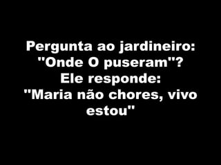 Pergunta ao jardineiro:
''Onde O puseram''?
Ele responde:
''Maria não chores, vivo
estou''
 