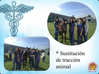 * Sustitución
de tracción
animal
 
