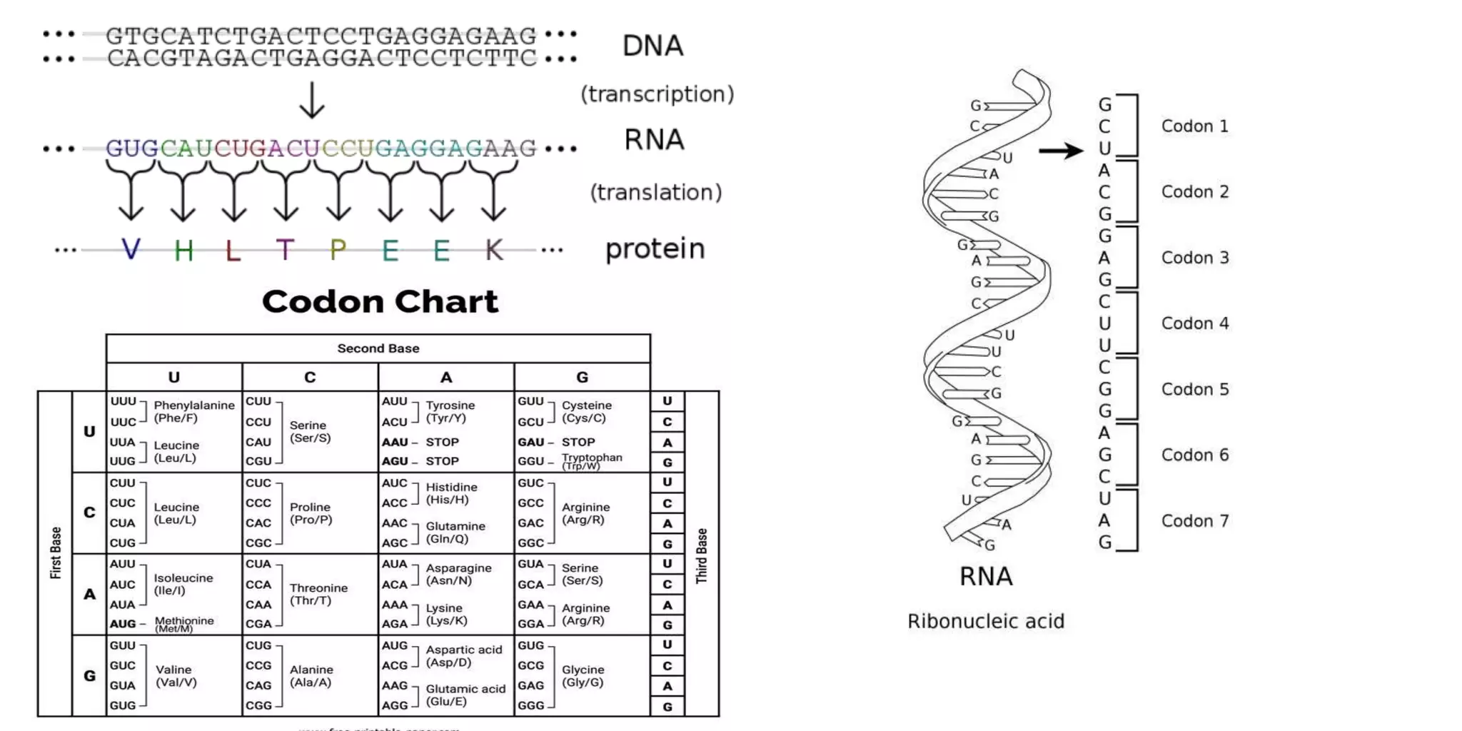 SEQ -BIOPYTHON.pptx