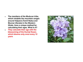 ●

●

The members of the Muduvar tribe,
which inhabits the mountain ranges
around Valparai (Tamil Nadu) and
Munnar (Kerala) in the Western
Ghats, have a unique method for
calculating their ages. What is it?
They calculate their age with the
blossoming of the Kurinji flower,
which blooms only once every 12
years

 