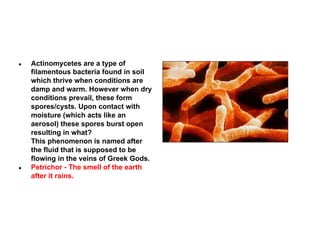 ●

●

Actinomycetes are a type of
filamentous bacteria found in soil
which thrive when conditions are
damp and warm. However when dry
conditions prevail, these form
spores/cysts. Upon contact with
moisture (which acts like an
aerosol) these spores burst open
resulting in what?
This phenomenon is named after
the fluid that is supposed to be
flowing in the veins of Greek Gods.
Petrichor - The smell of the earth
after it rains.

 
