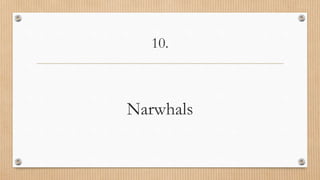 10.
Narwhals
 