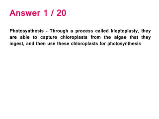 Answer 1 / 20
Photosynthesis – Through a process called kleptoplasty, they
are able to capture chloroplasts from the algae that they
ingest, and then use these chloroplasts for photosynthesis
 