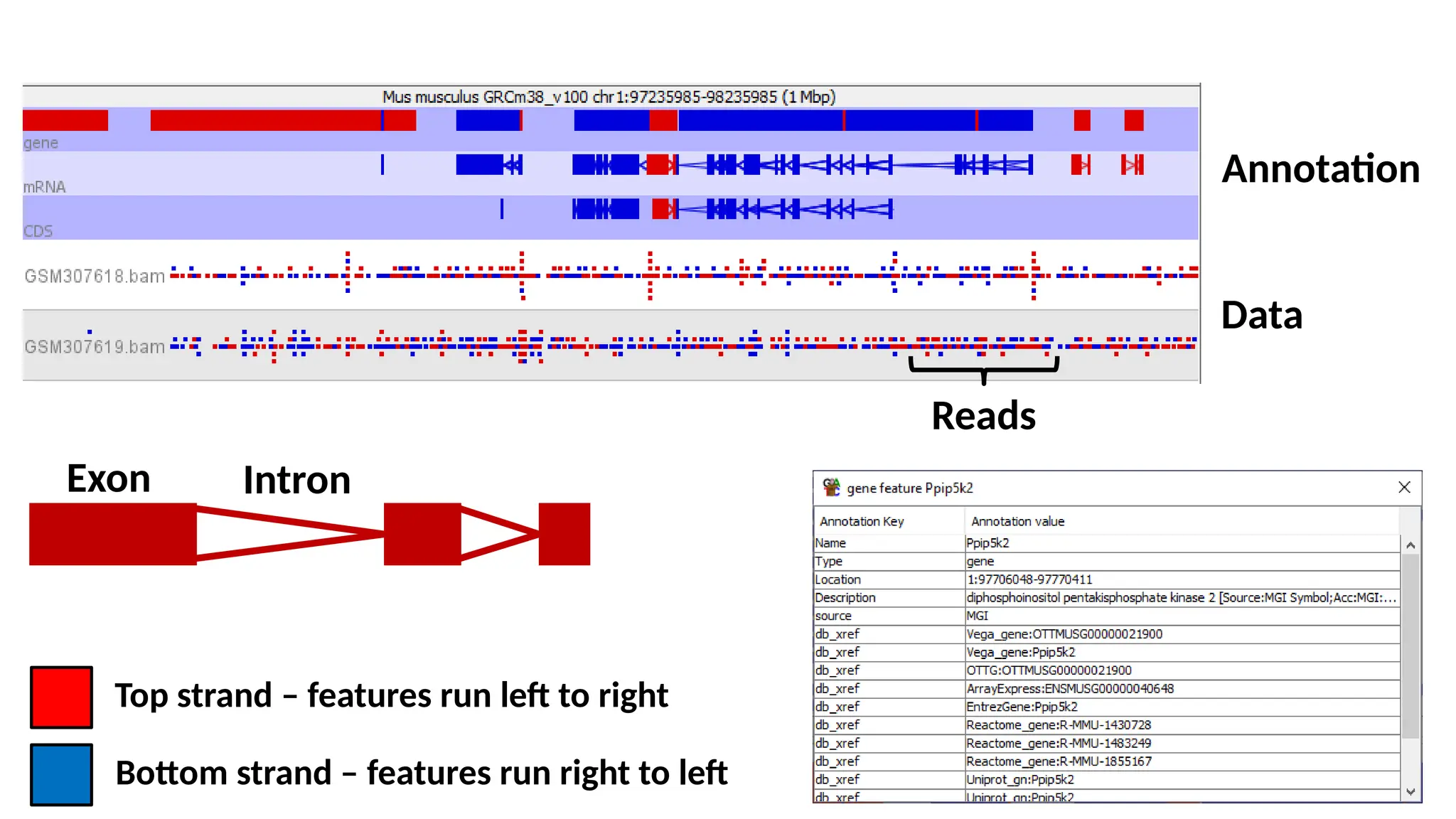 SEQMONK Tool tutorial slides for learning how to analyze RNAseq | PPT