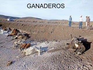 GANADEROS
 