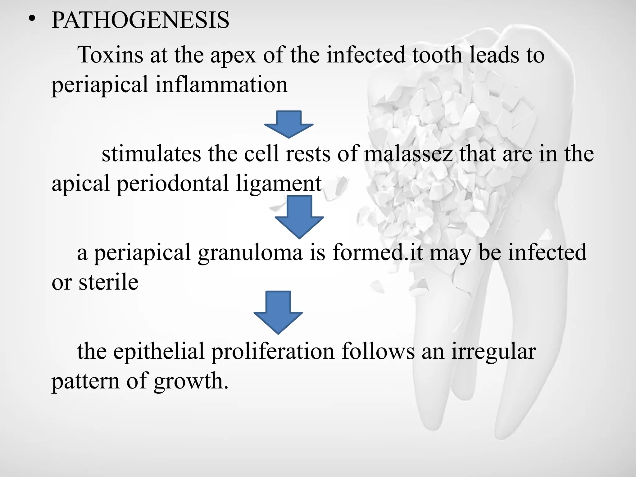 • PATHOGENESIS
Toxins at the apex of the infected tooth leads to
periapical inflammation
stimulates the cell rests of malassez that are in the
apical periodontal ligament
a periapical granuloma is formed.it may be infected
or sterile
the epithelial proliferation follows an irregular
pattern of growth.
 