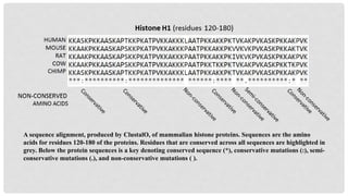 A sequence alignment, produced by ClustalO, of mammalian histone proteins. Sequences are the amino
acids for residues 120-180 of the proteins. Residues that are conserved across all sequences are highlighted in
grey. Below the protein sequences is a key denoting conserved sequence (*), conservative mutations (:), semi-
conservative mutations (.), and non-conservative mutations ( ).
 