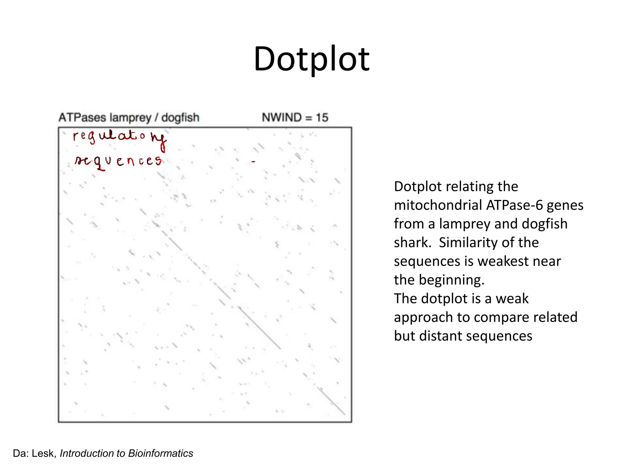 Dotplot
Da: Lesk, Introduction to Bioinformatics
Dotplot relating the
mitochondrial ATPase-6 genes
from a lamprey and dogfish
shark. Similarity of the
sequences is weakest near
the beginning.
The dotplot is a weak
approach to compare related
but distant sequences
 