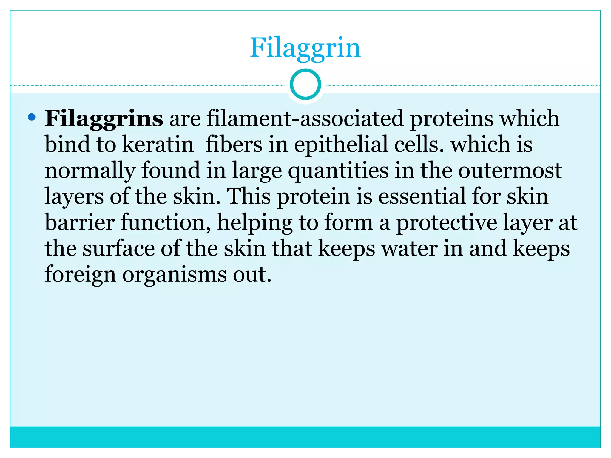 Filaggrin Filaggrins  are filament-associated proteins which bind to keratin  fibers in epithelial cells. which is normally found in large quantities in the outermost layers of the skin. This protein is essential for skin barrier function, helping to form a protective layer at the surface of the skin that keeps water in and keeps foreign organisms out.  