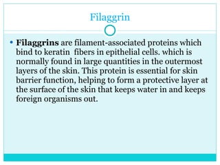 Filaggrin Filaggrins  are filament-associated proteins which bind to keratin  fibers in epithelial cells. which is normally found in large quantities in the outermost layers of the skin. This protein is essential for skin barrier function, helping to form a protective layer at the surface of the skin that keeps water in and keeps foreign organisms out.  