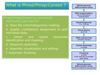 What is Phred/Phrap/Consed ?
Phred/Phrap/Consed is a worldwide
distributed package for:
a. Trace file (chromatograms) reading;
b. Quality (confidence) assignment to each
individual base;
c. Vector and repeat sequences
identification and masking;
d. Sequence assembly;
e. Assembly visualization and editing;
f. Automatic finishing.
Whole genome
BAC/cosmid clone
final consensus sequence
Finishing
quality
both stands coverage
gap filling
Partial Assembly
contigs
DNA sequencing
random clones
Clone library
pUC18
Small fragments
1.0 - 2.0 kb
DNA fragmentation
sonic disruption
nebulization
Whole genome
BAC/cosmid clone
 