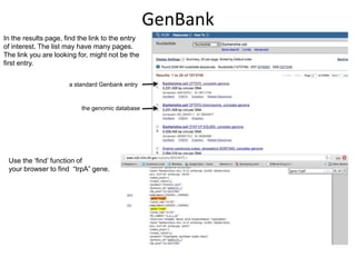 GenBank
In the results page, find the link to the entry
of interest. The list may have many pages.
The link you are looking for, might not be the
first entry.
a standard Genbank entry

the genomic database

Use the „find‟ function of
your browser to find “trpA” gene.

 