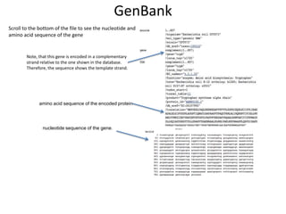 GenBank
Scroll to the bottom of the file to see the nucleotide and
amino acid sequence of the gene

Note, that this gene is encoded in a complementary
strand relative to the one shown in the database.
Therefore, the sequence shows the template strand.

amino acid sequence of the encoded protein

nucleotide sequence of the gene.

 