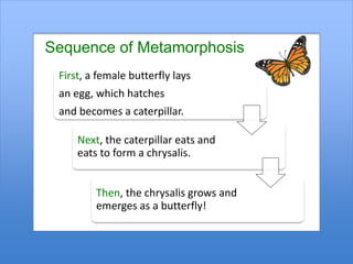 Metamorphosis Event Sequence of Events | PPTX