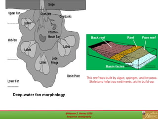 This reef was built by algae, sponges, and bryozoa.
Skeletons help trap sediments, aid in build-up.
Deep-water fan morphology
@Hassan Z. Harraz 2019
Sequence stratigraphy
 